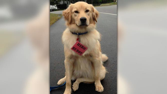 A photo of Ben, the golden retriever and therapy dog