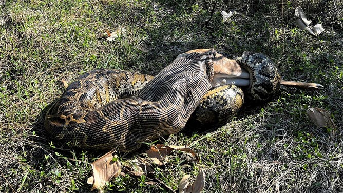 A Burmese python is seen eating a deer in Florida in 2024.