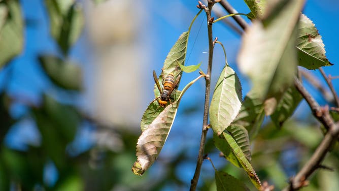 A Northern Giant Hornet being tracked by the Washington State Department of Agriculture in 2020.