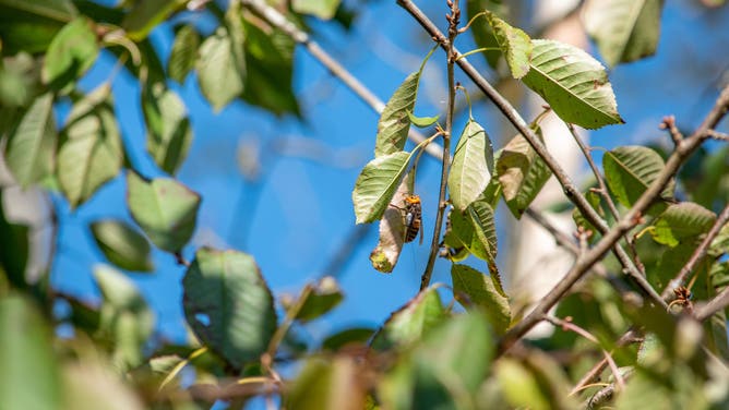 FILE- A Northern Giant Hornet on a tree branch in Washington in 2020.