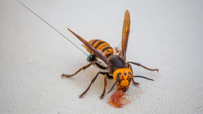 FILE- A close-up of a trapped Northern Giant Hornet in Washington state in 202.