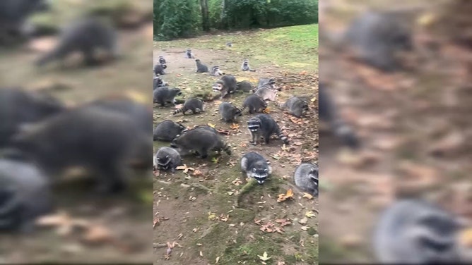 A Washington woman's backyard turned into a raccoon rodeo earlier this month when she was overwhelmed by nearly 100 of the furry fiends.