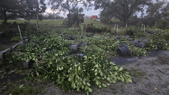Destroyed crops are piling up at Atchison Exotics following the destructive
path of Hurricane Milton.