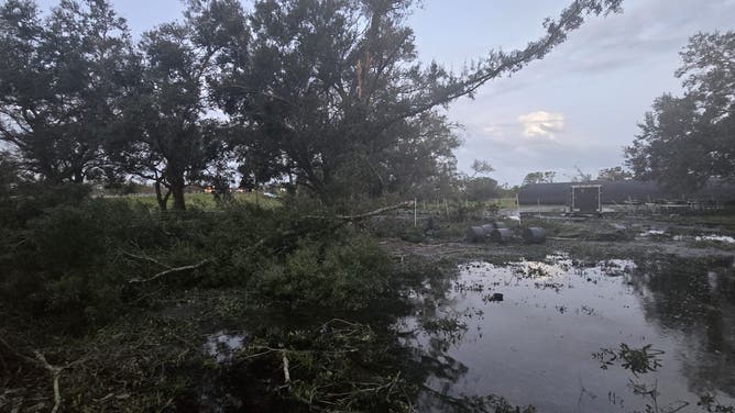 Hurricane Milton left Atchison Exotics with extensive damage, taking down century old oak trees with it.