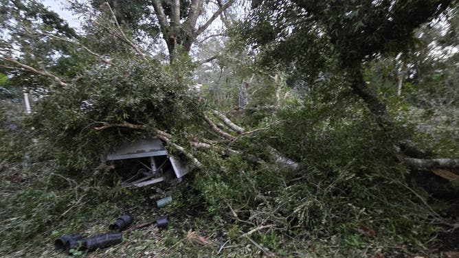 Hurricane Milton left Atchison Exotics with extensive damage, taking down century old oak trees with it.