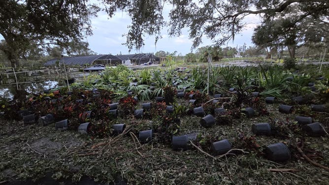Destroyed crops are piling up at Atchison Exotics following the destructive
path of Hurricane Milton.