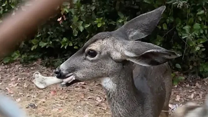 A deer was spotted with a large bone lodged in its mouth at the Lake Hollywood Reservoir in Los Angeles, California, in mid-October.