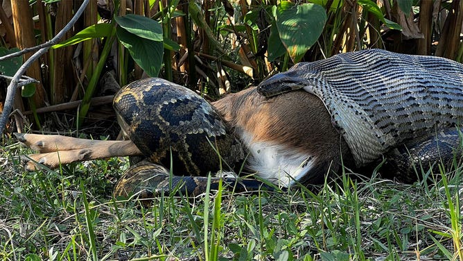 A Burmese python is seen eating a deer in Florida in 2024.