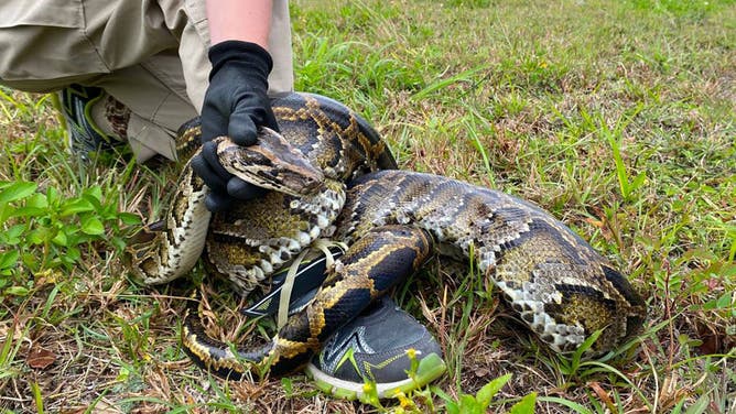 Burmese pythons photo