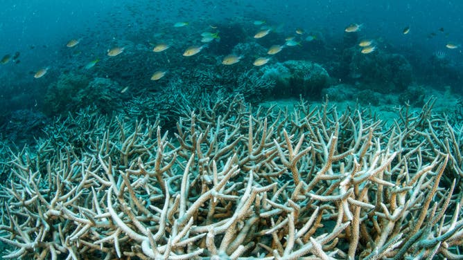 Mass Coral Bleaching