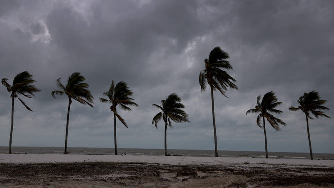 FORT MYERS BEACH, FLORIDA - OCTOBER 09: Palm trees line the beach before Hurricane Milton's arrival on October 09, 2024, in Fort Myers Beach, Florida. People are preparing for the storm, which could be a Cat 3 when it makes landfall on Wednesday evening. (Photo by Joe Raedle/Getty Images)