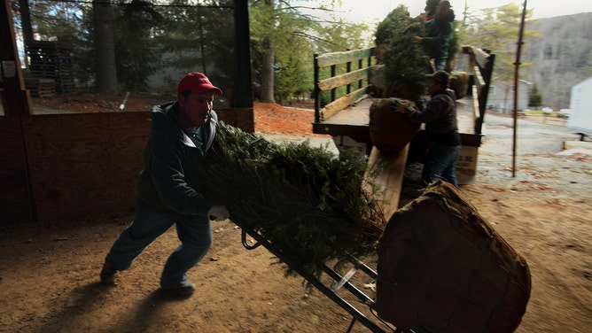 Guest workers work at the Barr Evergreens christmas tree farm in Crumpler, North Carolina on Feb. 13, 2013.