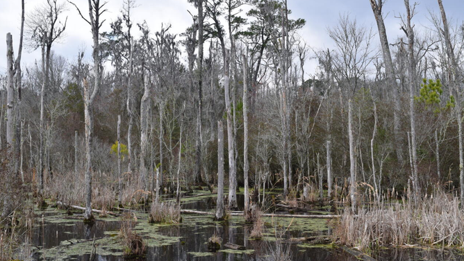 A ghost forest in Goose Creek State Park in North Carolina.