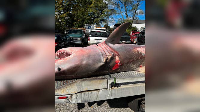 Dead great white shark that washed up on Massachusetts beach inthe back of a tow truck.