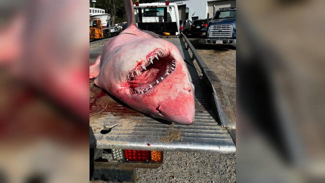 Dead great white shark that washed up on Massachusetts beach.