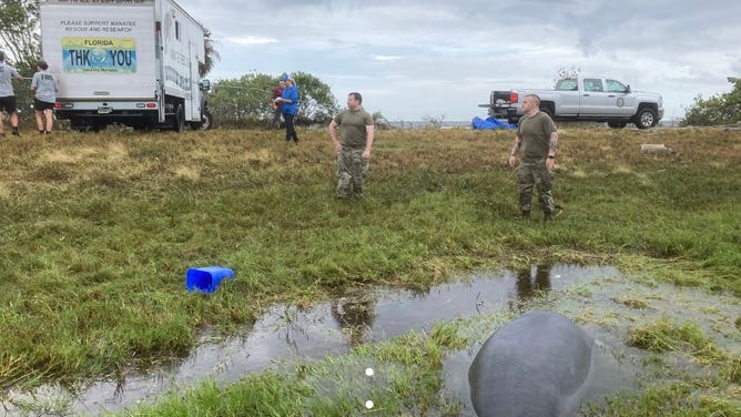 Manatee stranded in the grass.