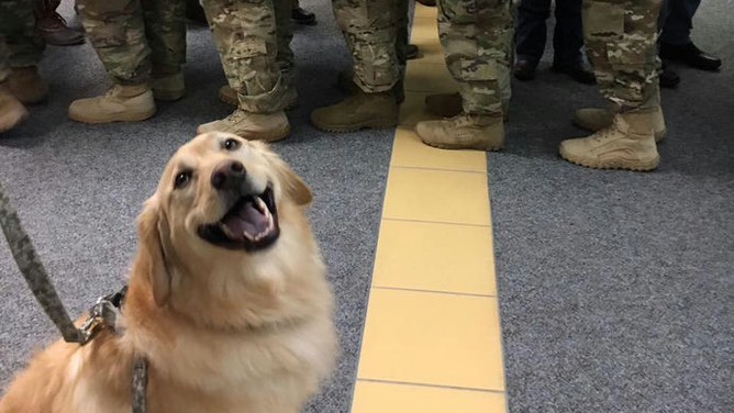 Ben, the golden retriever, is a retired therapy dog who was brought back from retirement to help others affected by Hurricane Milton.