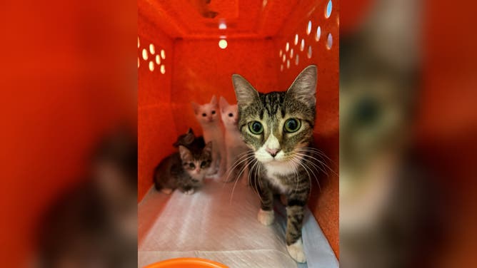 Asheville Animal Shelter Damaged in Helene's Floods