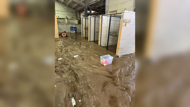 Asheville Animal Shelter Damaged in Helene's Floods