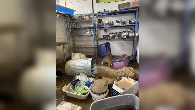 Asheville Animal Shelter Damaged in Helene's Floods