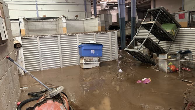 Asheville Animal Shelter Damaged in Helene's Floods