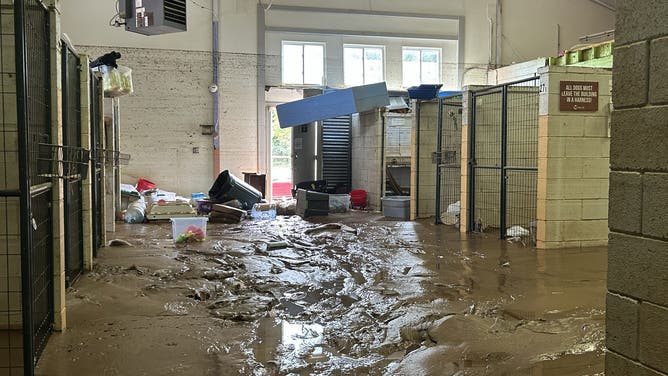 Asheville Animal Shelter Damaged in Helene's Floods