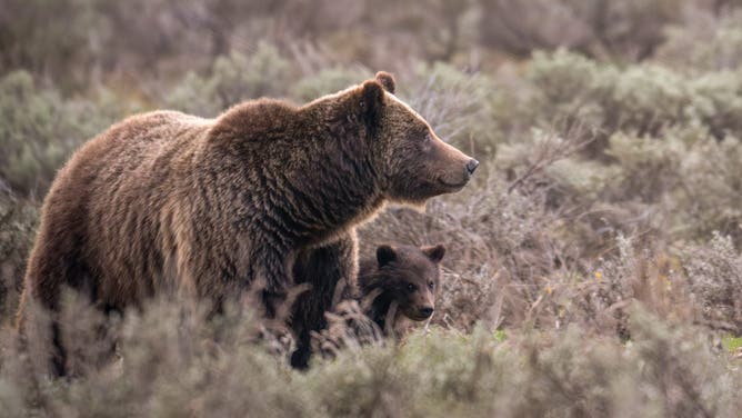 Mama bear and her cub.