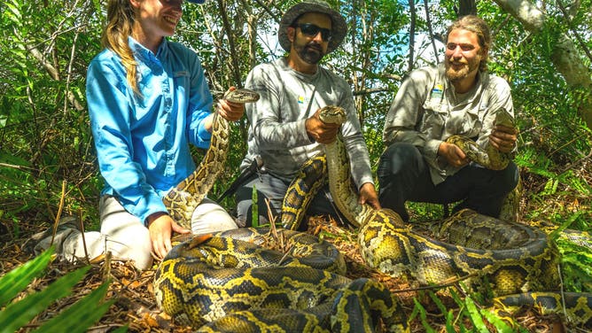 Researchers found that Burmese pythons can eat larger prey than previously thought.