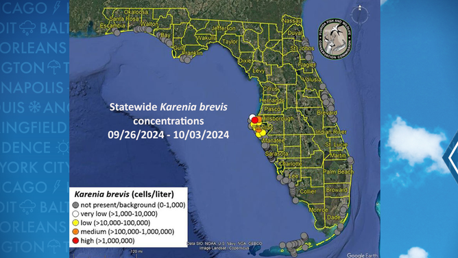 Concentrations of red tide before Hurricane Milton