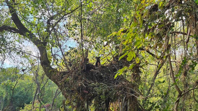 The stranded dog in a tree later rescued by Kingsport Fire Department on Oct. 2, 2024.