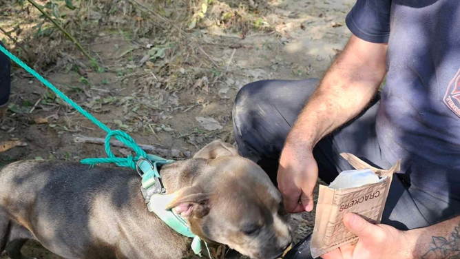 The dog rescued by Kingsport Fire Department on Oct. 2, 2024.