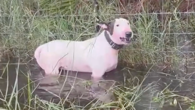 The dog, tied to a fence post as rainwater from Milton is ponding around it.