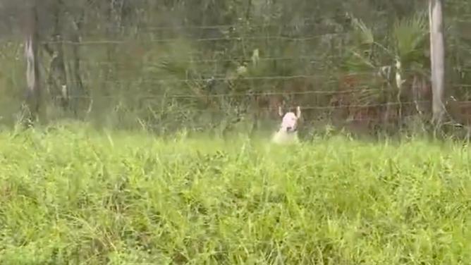 The dog peeks over the embankment.