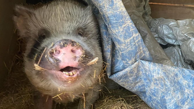 One of the pigs at Farmshire Animal Sanctuary.