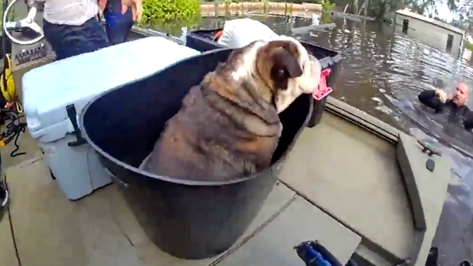 The dog in the bucket.