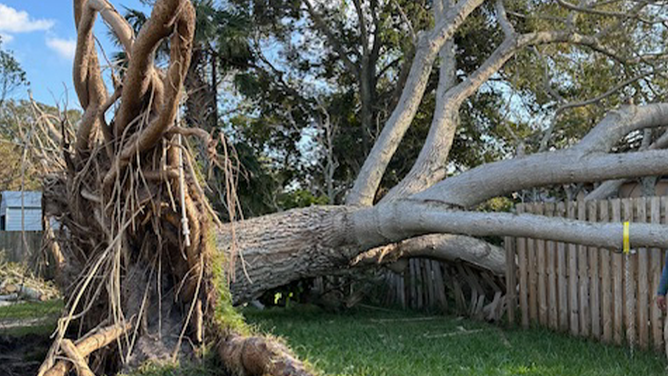 A tree knocked down during Hurricane Milton in October 2024.