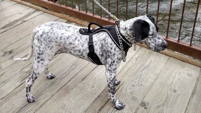 Photo of Jamie Parker and his family's dog, Tucker.