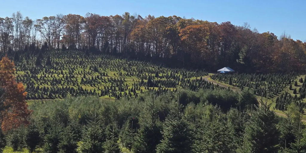 White House Christmas tree selected from hard-hit North Carolina | Fox ...