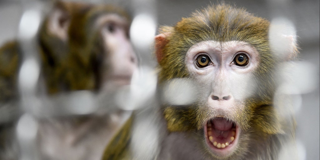 43 monkeys escape a research facility in South Carolina, prompting warnings to residents