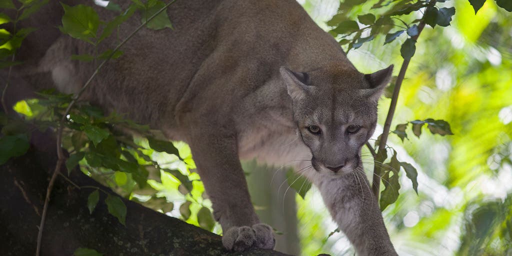 Florida Panther Deaths Surge Due to Vehicle Collisions