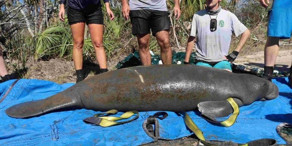 Manatee found 1.5 miles from Florida open waters rescued | Fox Weather