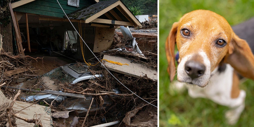 North Carolina dog's search for love after owners killed in Helene ends in joy amidst life's darkest hours