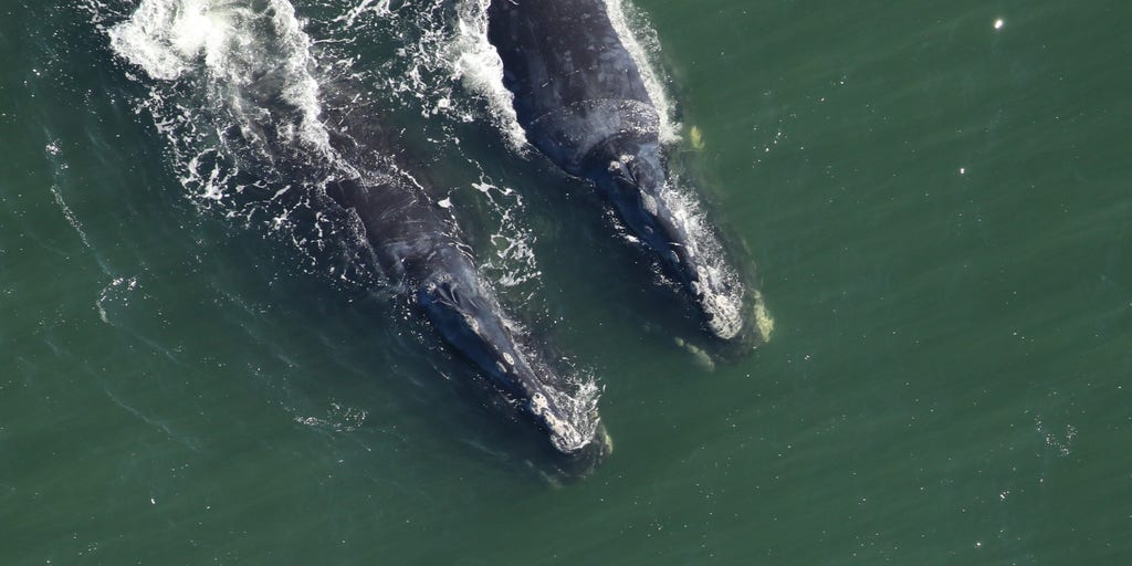 Endangered North Atlantic right whale spotting prompts boating restrictions along the East Coast