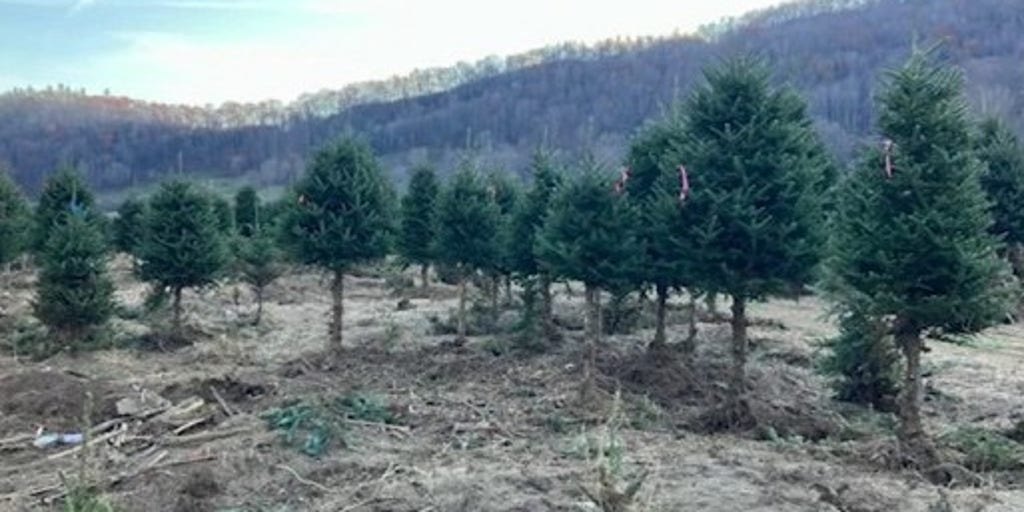 11 Best Christmas Tree Farms In North Carolina Southern Trippers