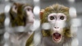 43 monkeys escape South Carolina research facility, prompting warnings to residents - Fox News