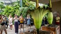 Rare once-a-decade 'corpse flower' bloom attracts thousands of visitors in Australia - Fox News