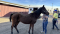 Woman helps make daring rescue of dozens of horses trapped in California's Mountain Fire - Fox News