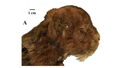 35,000-year-old mummified sabre-tooth kitten found with fur intact - Fox News