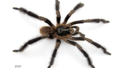New monster tarantula species is 'hairy giant among dwarves' - Fox News