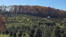 White House Christmas tree selected from Helene-ravaged North Carolina farm